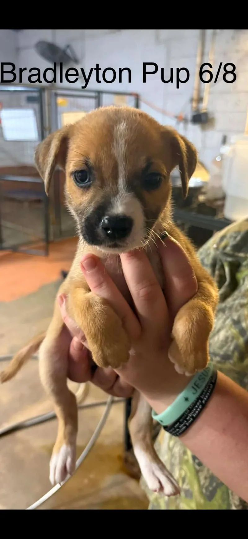 Bradleyton pups thumbnail 5