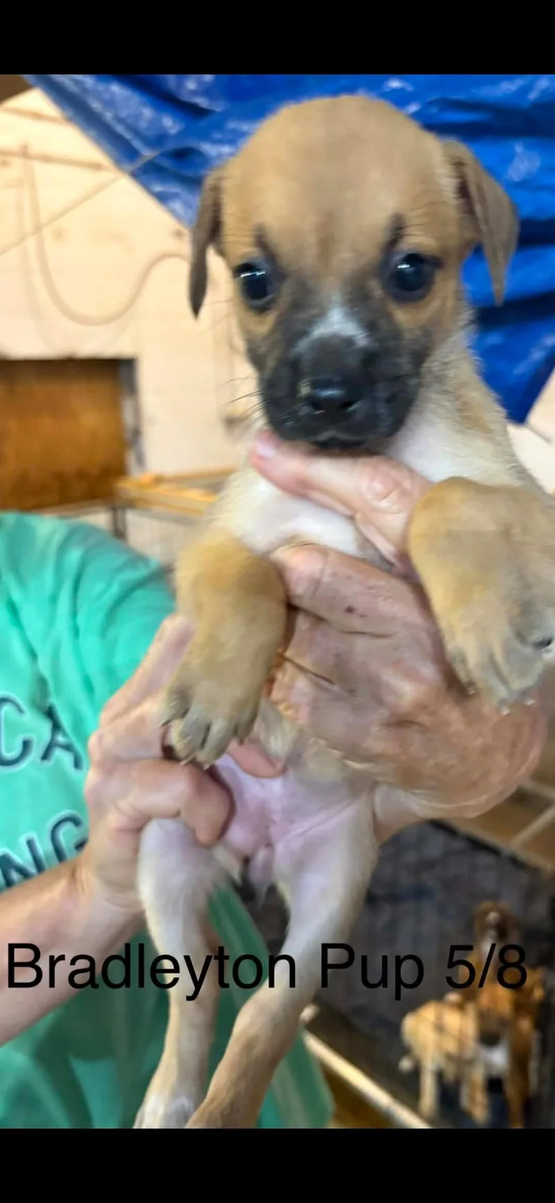 Bradleyton pups thumbnail 6