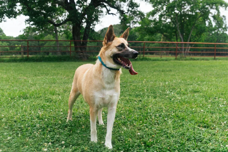 A young medium-sized female Tricolor (Brown, Black, & White) German Shepherd Dog dog named Amelia  Ny for adoption in Magnolia, TX