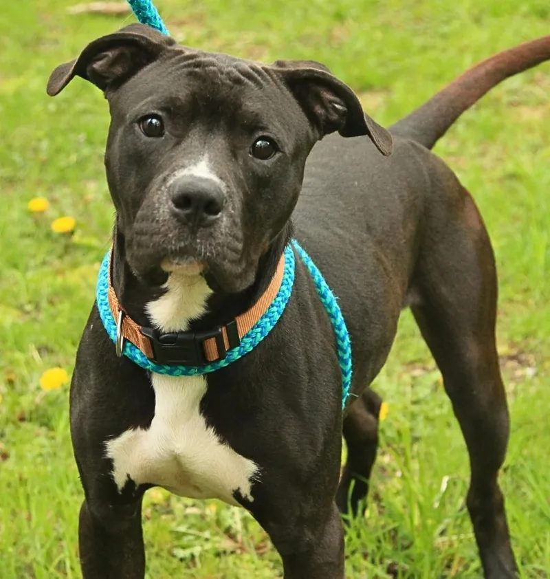 A baby large-sized male Pit Bull Terrier dog named Rajah for adoption in Utica, MI