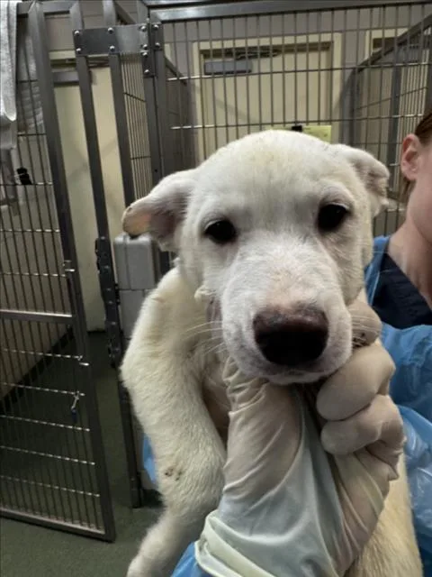 A baby small-sized male Mixed Breed dog named Louis for adoption in Santa Fe, NM