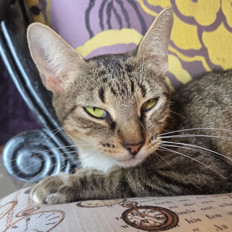 A young medium-sized female Brown / Chocolate Domestic Short Hair cat named Pixie for adoption in Austin, TX