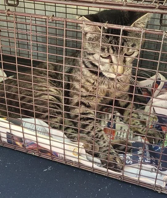 A young large-sized male Domestic Short Hair cat named Pancake for adoption in San Antonio, TX