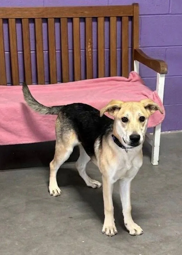 A baby medium-sized female Shepherd dog named Violet for adoption in North Prairie, WI