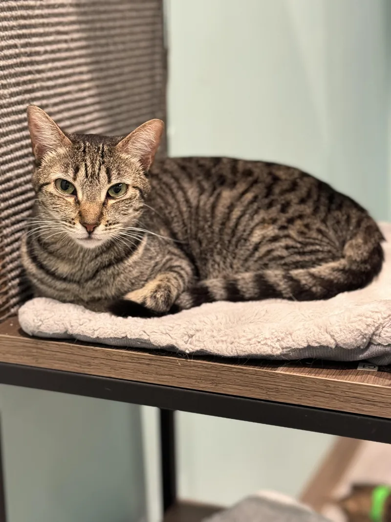 An adult medium-sized male Domestic Short Hair cat named Linda for adoption in Aiea, HI
