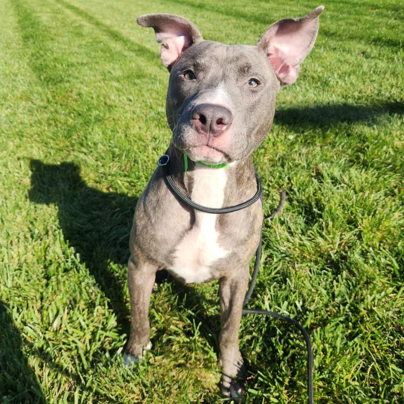 A young medium-sized male Gray / Blue / Silver Pit Bull Terrier dog named Gem for adoption in Fort Wayne, IN