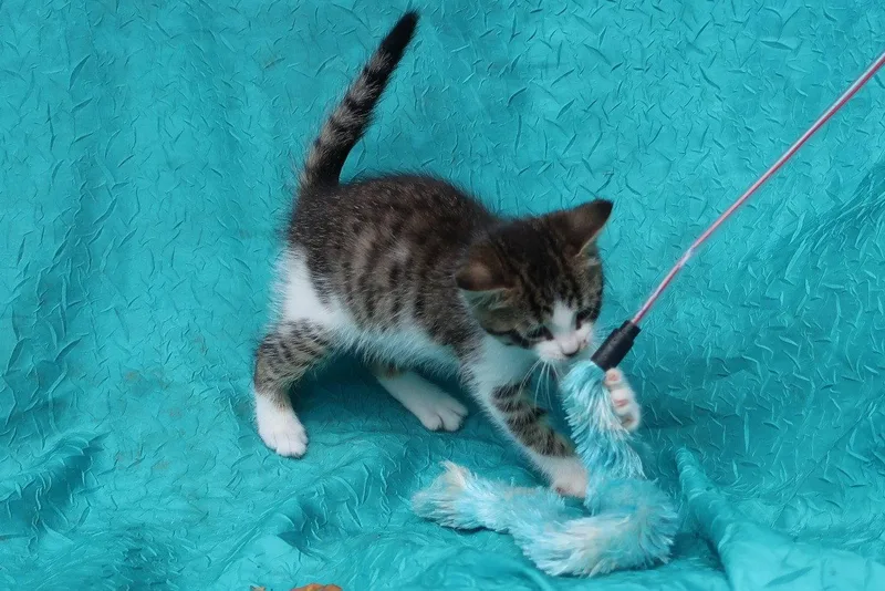 An adult medium-sized male Domestic Short Hair cat named Joey for adoption in Cuba, NY