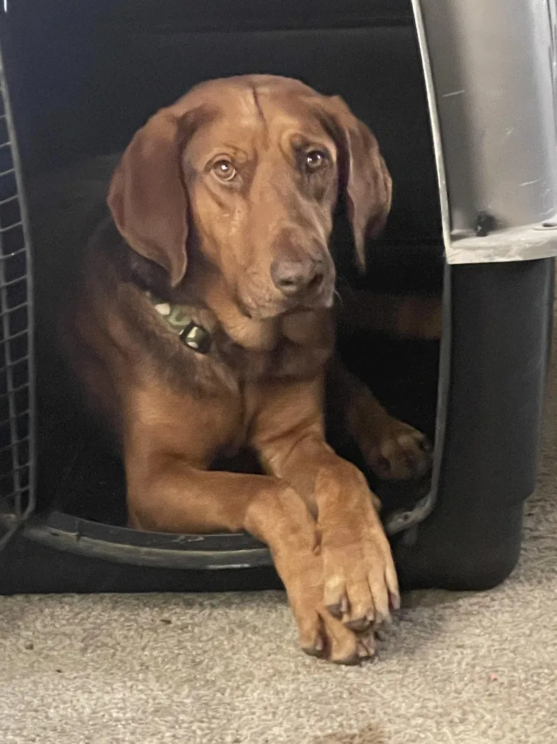 A young large-sized male Bloodhound dog named Butch Jr. for adoption in Houston, TX