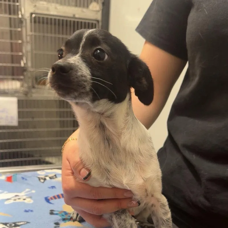 A young medium-sized female Cattle Dog dog named Sunny for adoption in Chico, CA