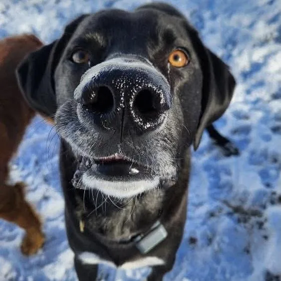 An adult large-sized male Mixed Breed dog named Duffy FKA Cannon for adoption in Groveland, MA