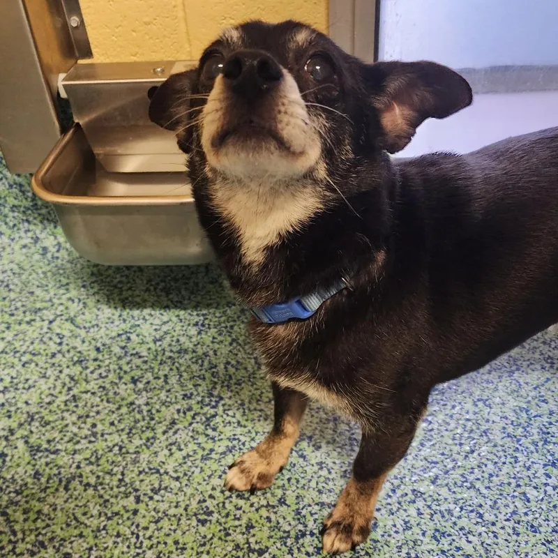 A senior small-sized male Black Mixed Breed dog named Oscar for adoption in Naples, FL