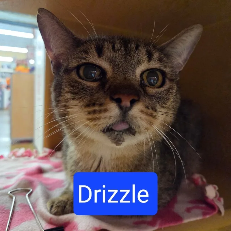 An adult large-sized male Brown / Chocolate Domestic Short Hair cat named Drizzle for adoption in Hamburg, NY