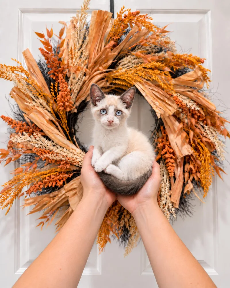 A baby medium-sized male Siamese cat named Haku for adoption in Goodyear, AZ