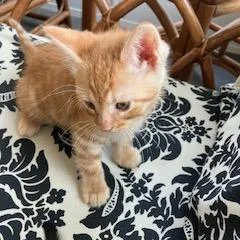 A baby small-sized male Orange / Red Domestic Short Hair cat named Omelette for adoption in Allentown, PA