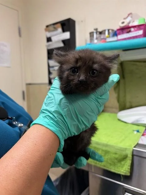 A baby small-sized male Domestic Short Hair cat named Logan for adoption in Riverside, CA
