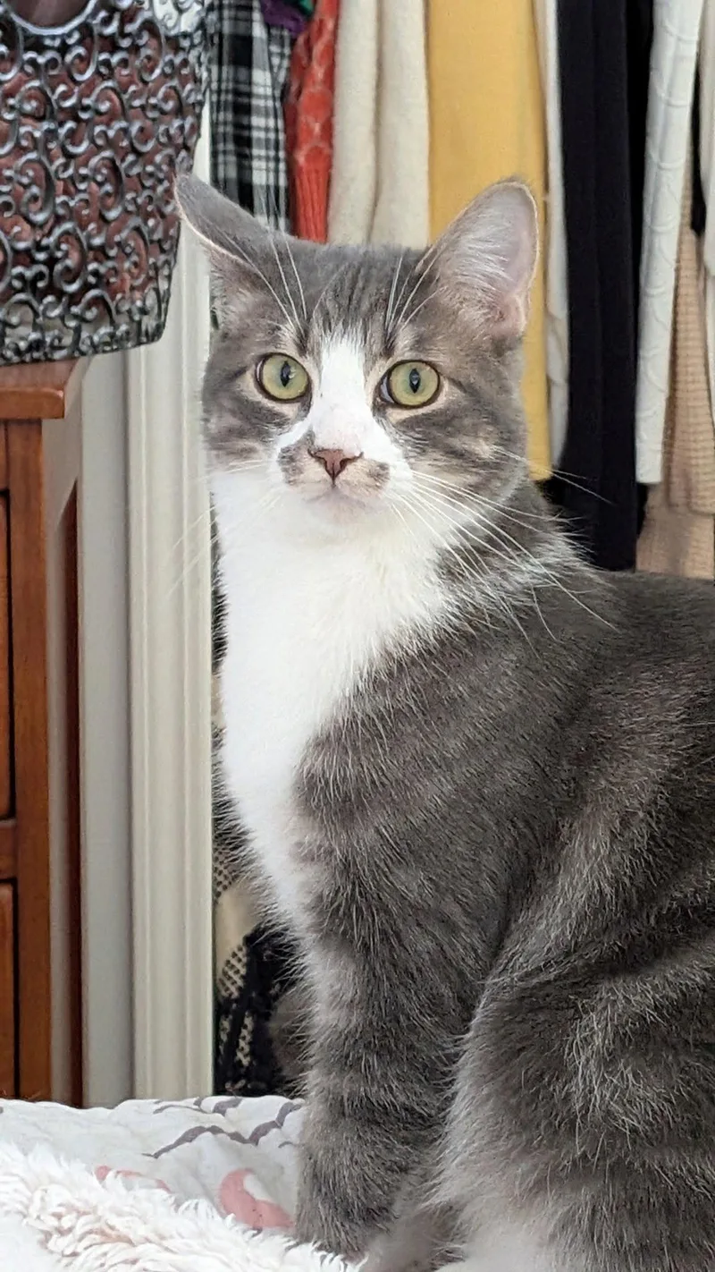 A baby small-sized male Tabby cat named Toasty and Gordy for adoption in Walnut Creek, CA