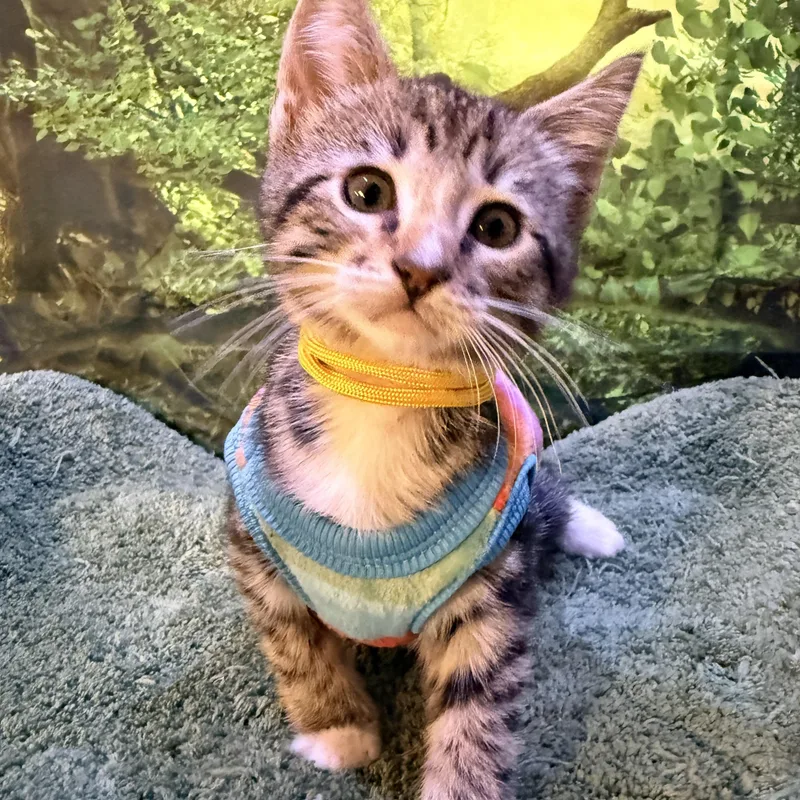 A baby medium-sized male Domestic Short Hair cat named Russell for adoption in Davis, CA