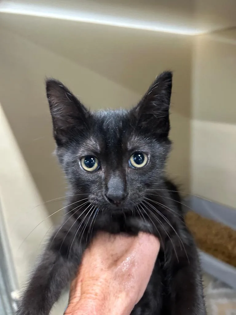 A baby medium-sized male Domestic Short Hair cat named Worm for adoption in Gautier, MS