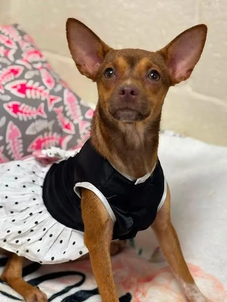 A young small-sized female Brown / Chocolate Chihuahua dog named Sally Fern for adoption in Cullman, AL