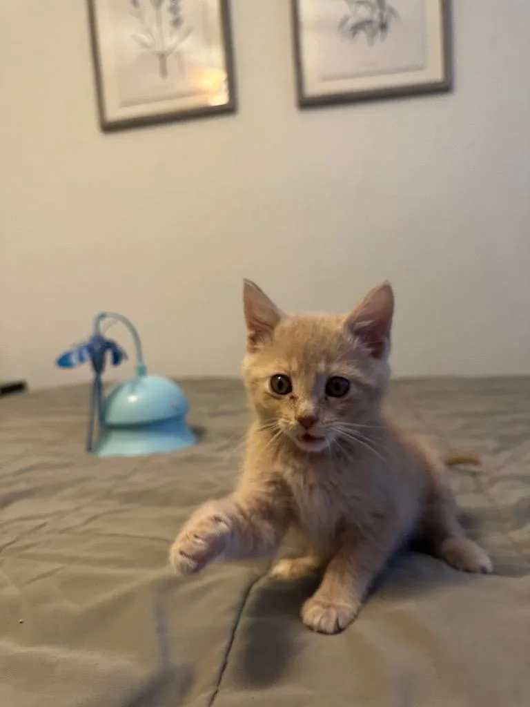 A baby medium-sized female Domestic Short Hair cat named May Il for adoption in Fort Lupton, CO