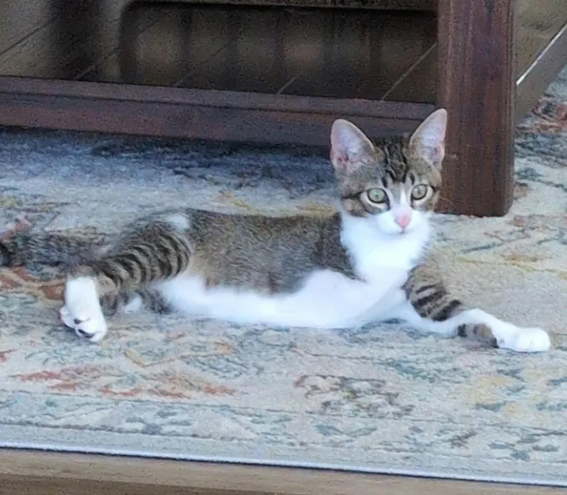 A baby medium-sized male Tabby (Brown / Chocolate) Domestic Short Hair cat named Boba for adoption in Sioux Falls, SD