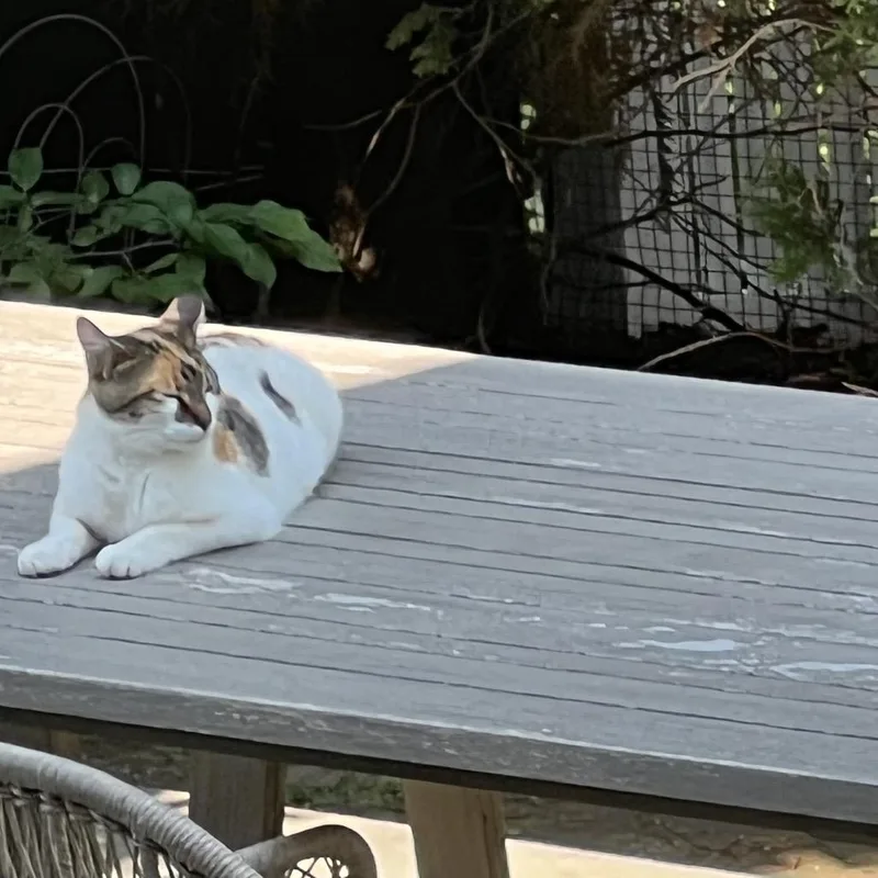 Calliechip thumbnail 2