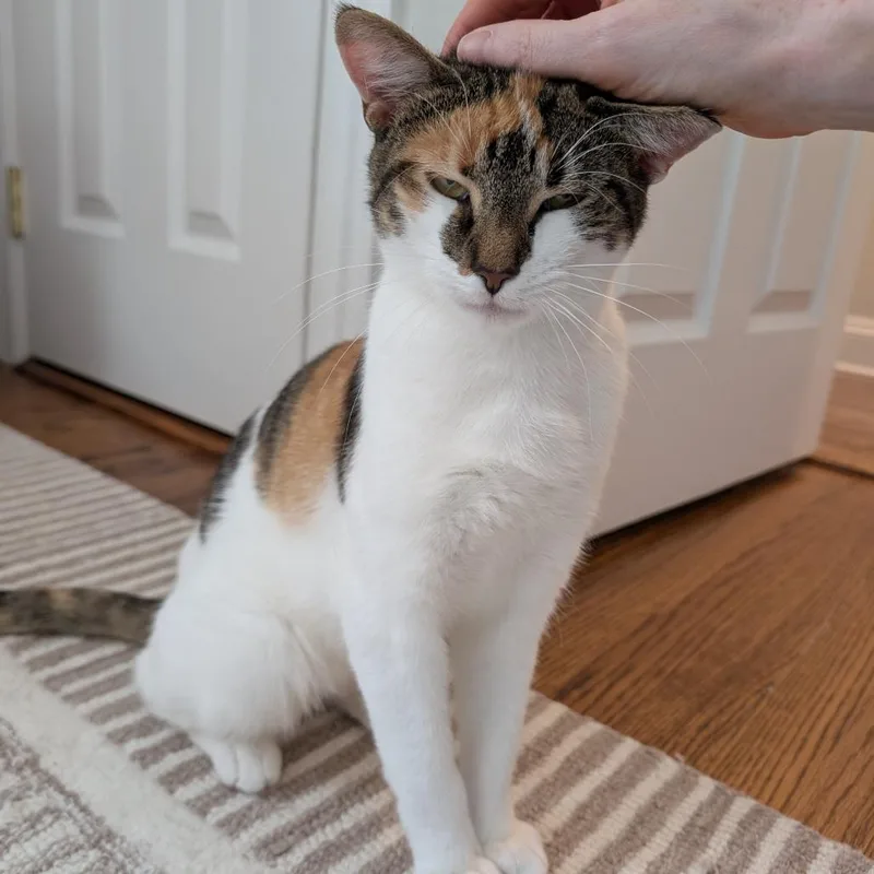 Calliechip thumbnail 3