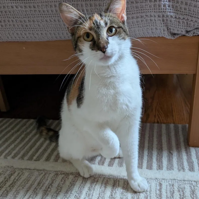 Calliechip thumbnail 4