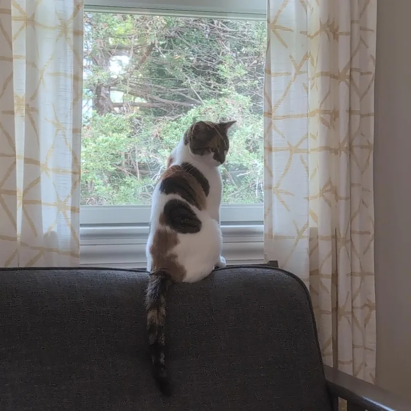 Calliechip thumbnail 5