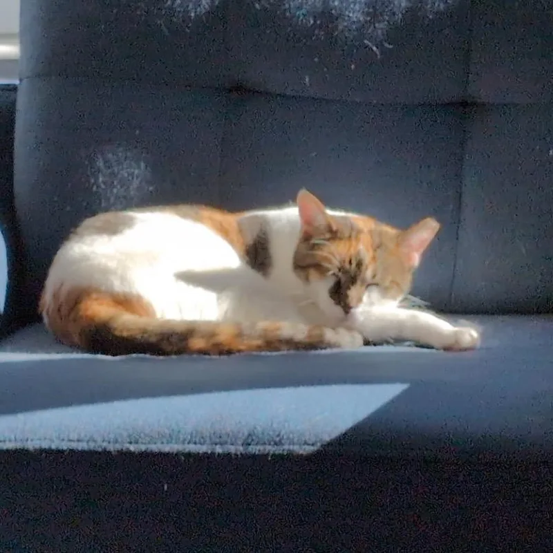 Calliechip thumbnail 6