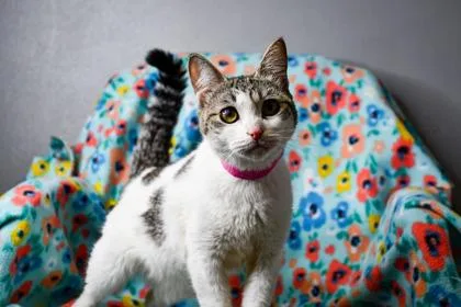 An adult small-sized female Domestic Short Hair cat named Blankey for adoption in Yakima, WA