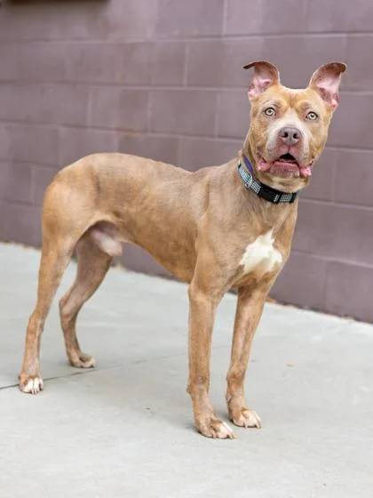 An adult large-sized male Mixed Breed dog named Canton for adoption in Chamblee, GA