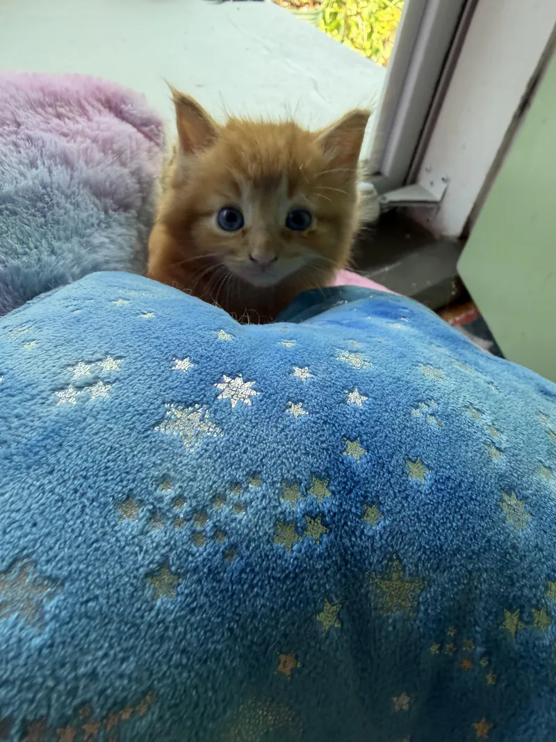 A baby small-sized male Orange & White Maine Coon cat named Baxter for adoption in Cincinnati, OH