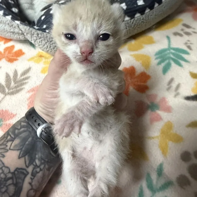 A baby small-sized male Orange / Red Domestic Short Hair cat named Old MacDonald for adoption in Marion, VA