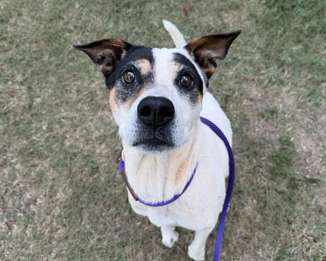 An adult large-sized female Pit Bull Terrier dog named Tinkerbell for adoption in Charlotte, NC