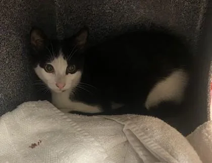 A baby medium-sized male Domestic Short Hair cat named Heritage for adoption in Chamblee, GA