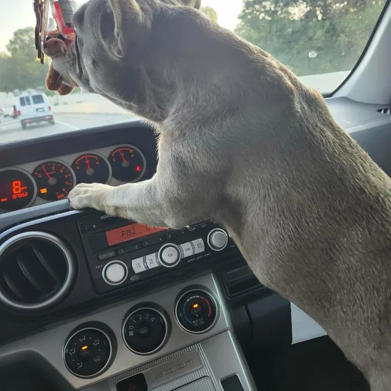 An adult small-sized female French Bulldog dog named Nala for adoption in Huber Heights, OH