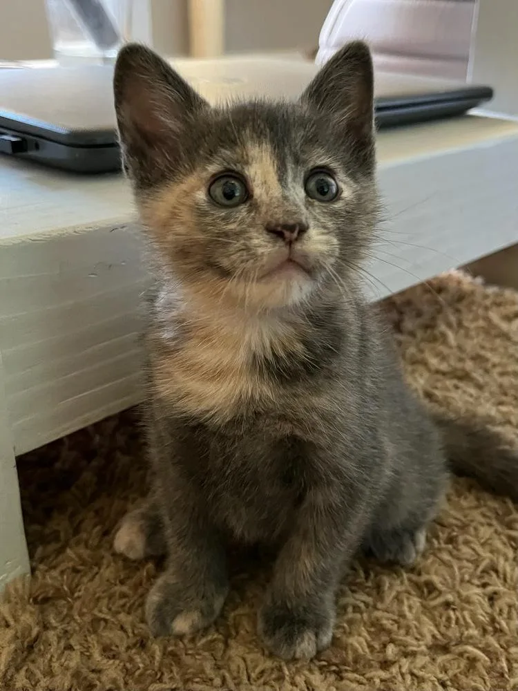 A baby small-sized female Domestic Short Hair cat named Aboo for adoption in Thatcher, AZ