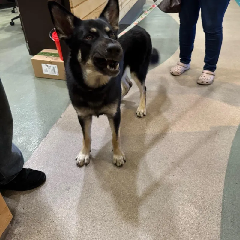 An adult large-sized female Black Shepherd dog named IEPAStray for adoption in Upland, CA