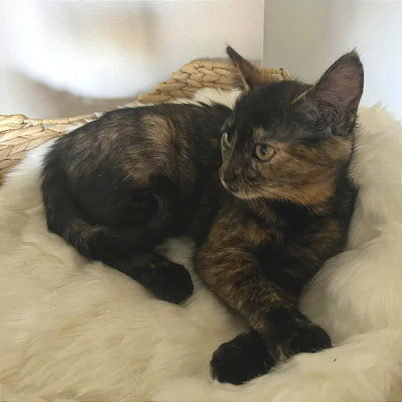 A baby small-sized female Tortoiseshell Domestic Short Hair cat named Chanterelle for adoption in Plainfield, IL