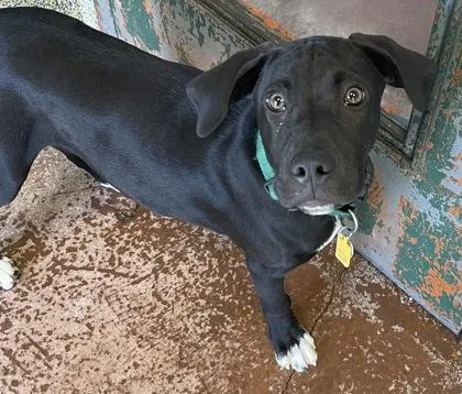 A baby large-sized male Black Mixed Breed dog named Altra for adoption in Stanwood, WA