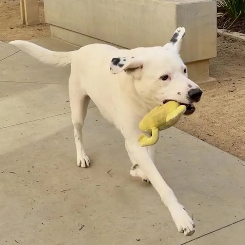 Benjamin thumbnail 5