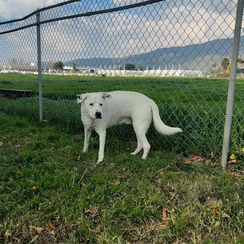 Benjamin thumbnail 6