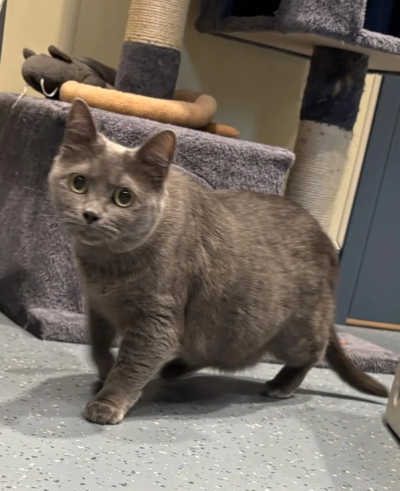 An adult large-sized female Gray / Blue / Silver Domestic Short Hair cat named Ashes for adoption in Mesquite, NV