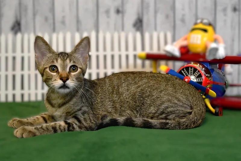 A baby medium-sized male Domestic Short Hair cat named Bentley for adoption in Roanoke, TX