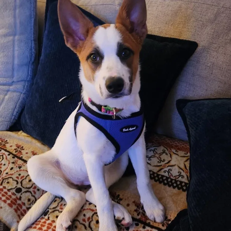 A baby medium-sized female Mixed Breed dog named NY Argentina Avail Sep for adoption in Eastford, CT