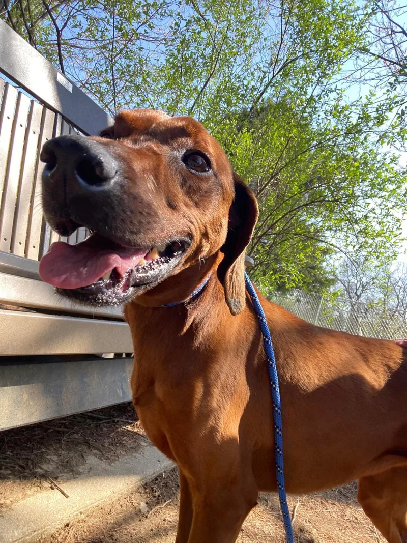 A senior large-sized female Redbone Coonhound dog named Opal for adoption in Front Royal, VA