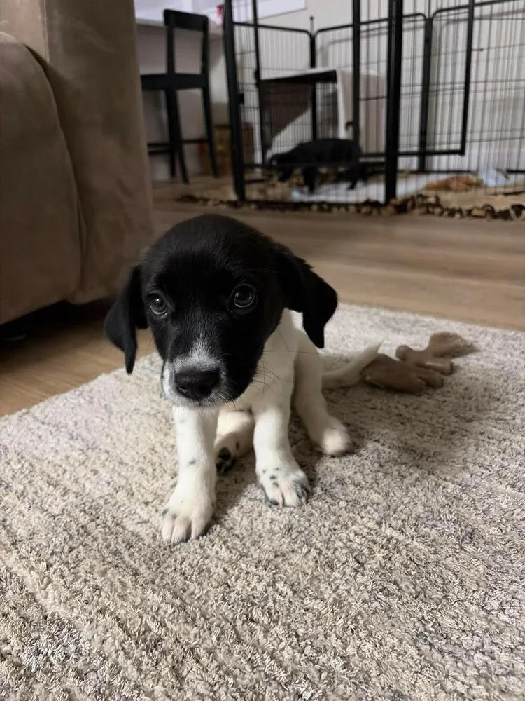A baby small-sized female Tricolor (Brown, Black, & White) Dachshund dog named Zebra Cake for adoption in Rockland, WI