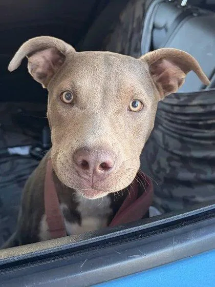 A baby medium-sized female Pit Bull Terrier dog named Alice for adoption in Fresno, CA