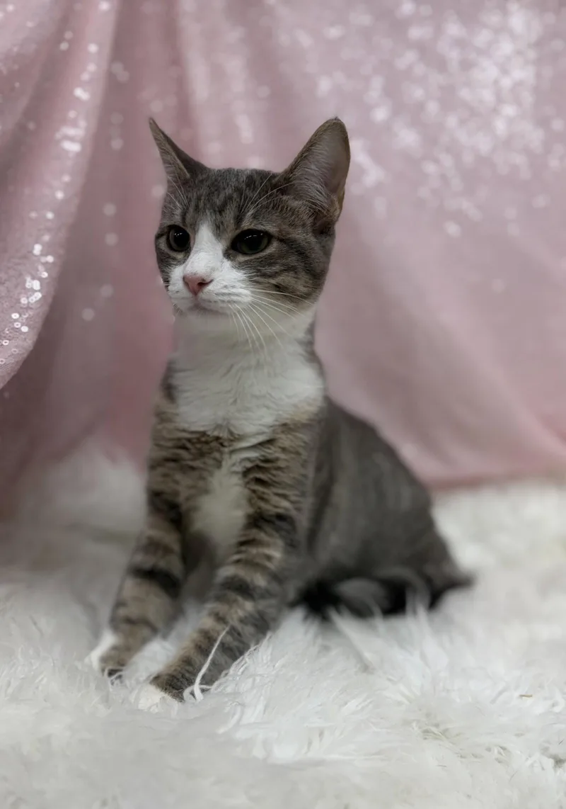 A young medium-sized female Domestic Short Hair cat named Gold Fish for adoption in Clarkesville, GA